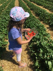 erdbeeren selbst pfluecken schwaebisch hall