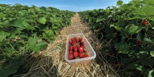 Erdbeersaison ist eröffnet! 🍓 Jetzt selbst pflücken bei Fischers Erdbeeren in Wolpertsdorf