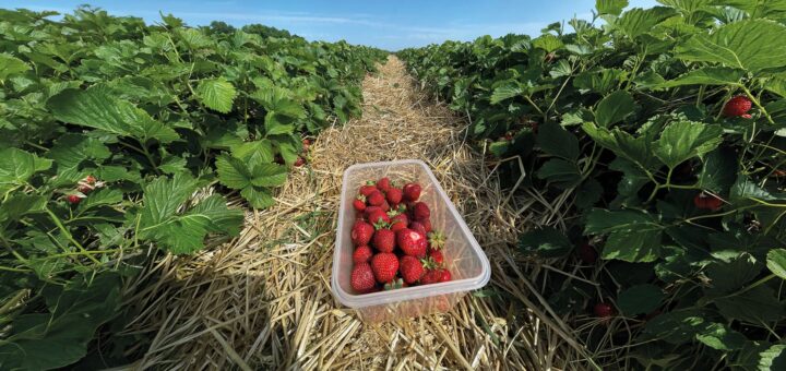 erdbeeren selbst pfluecken schwaebisch hall header